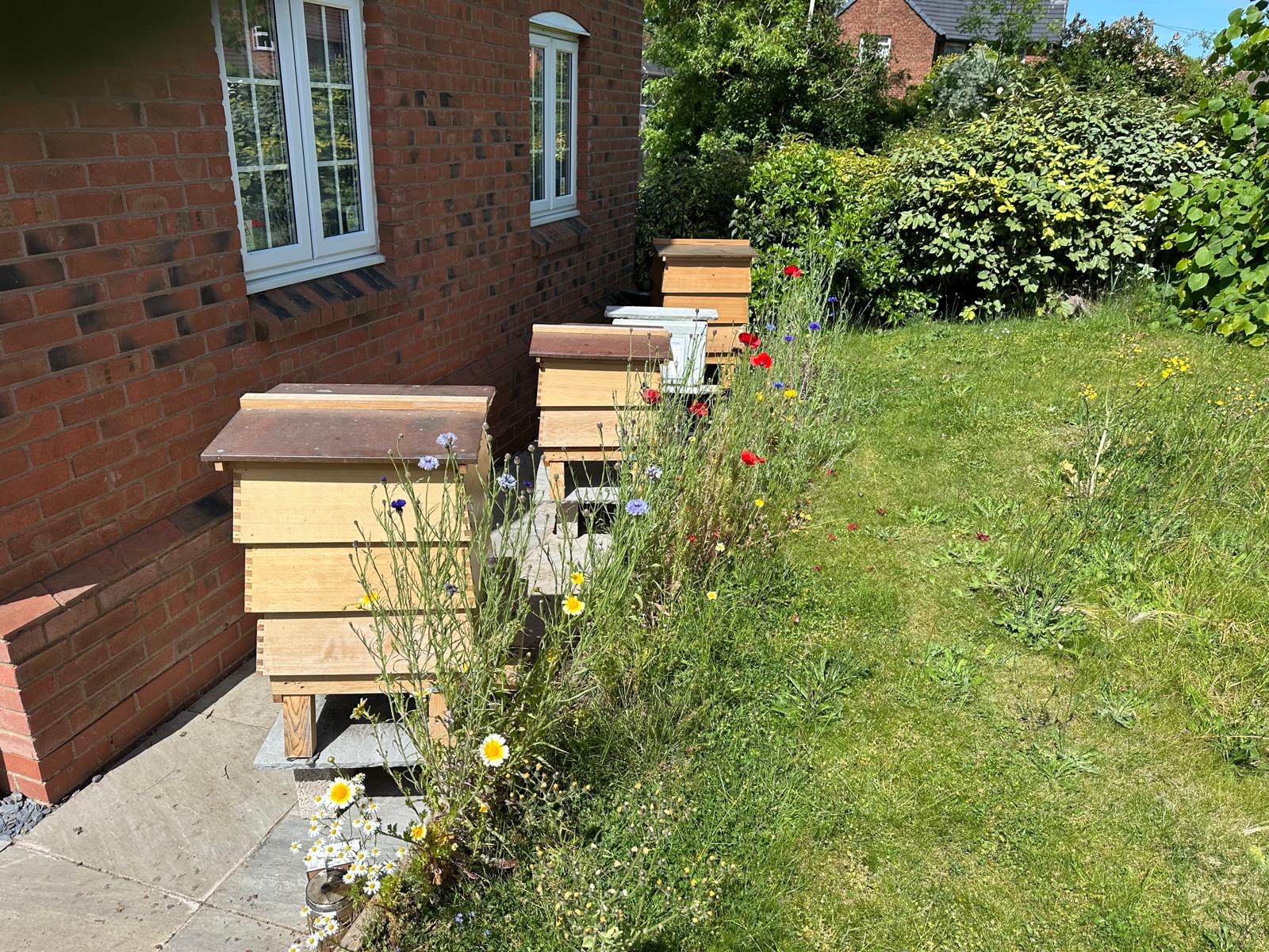 Swann's Garden hives beside the flower border in Fenny Drayton