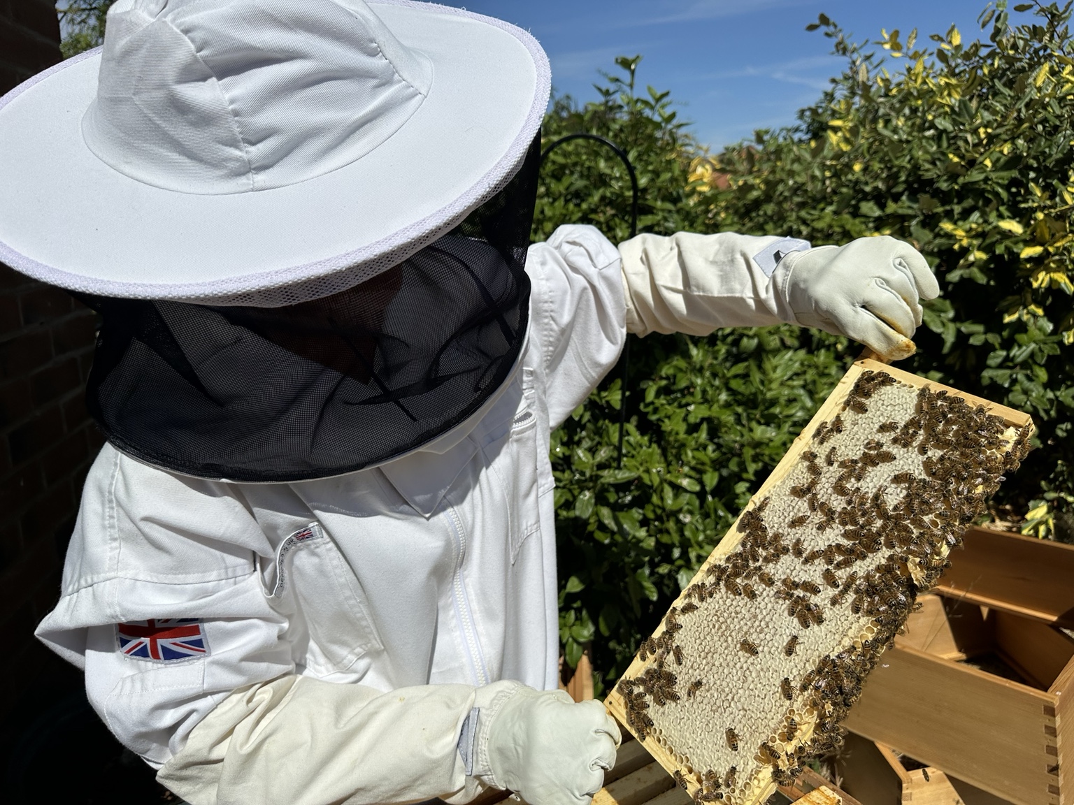 Inspecting a capped honey frame in the Swann's Garden apiary