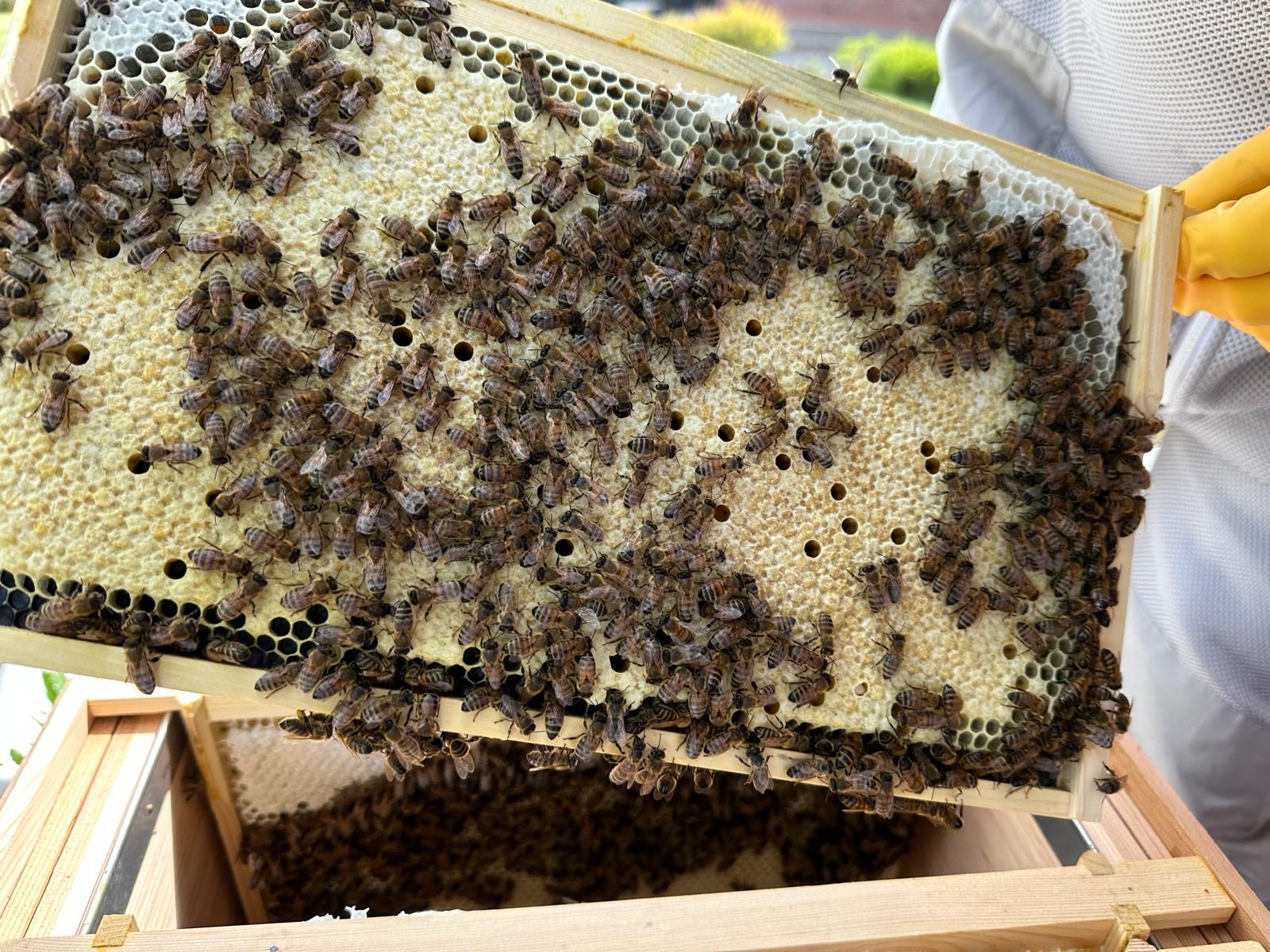 Bees on a capped frame of ripe honey