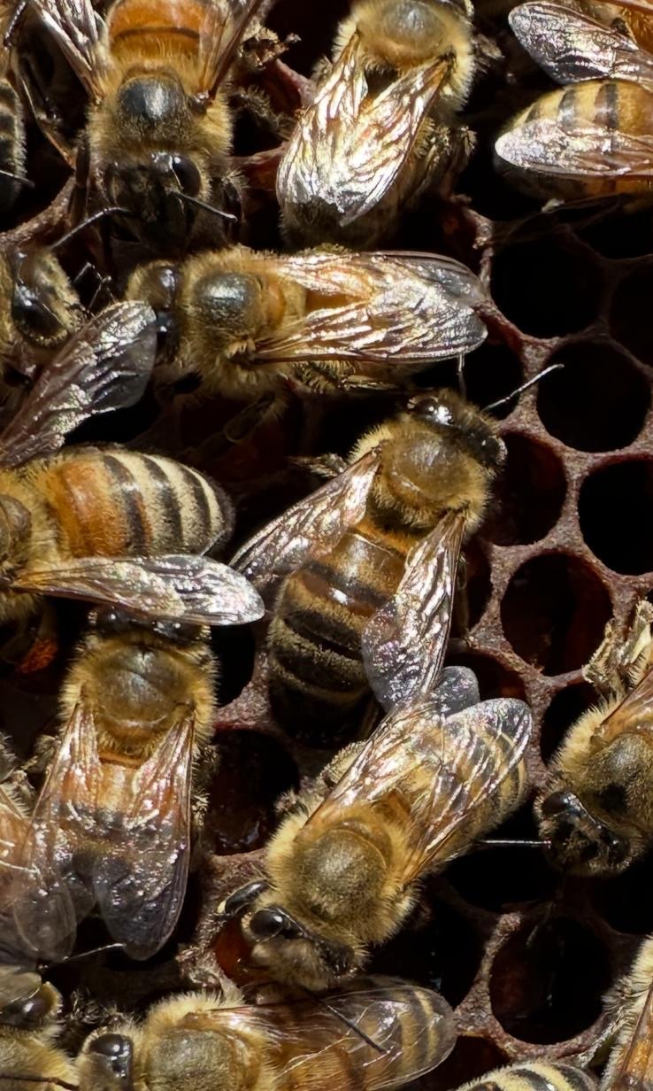 Honey bees densely covering brood comb