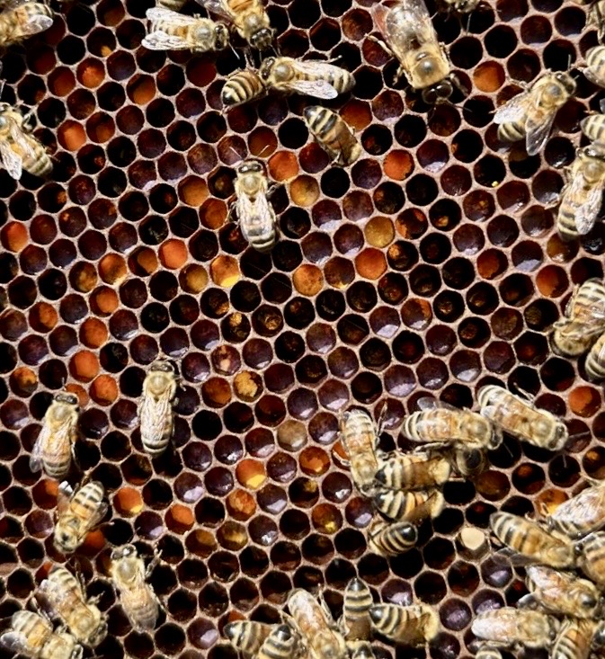 Honey bees working across a colourful pollen frame
