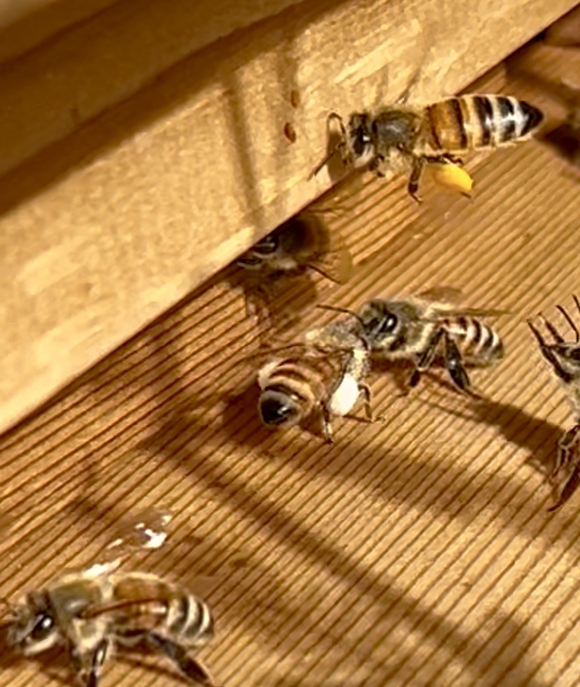 Honey bee returning to the hive carrying a bright yellow pollen load