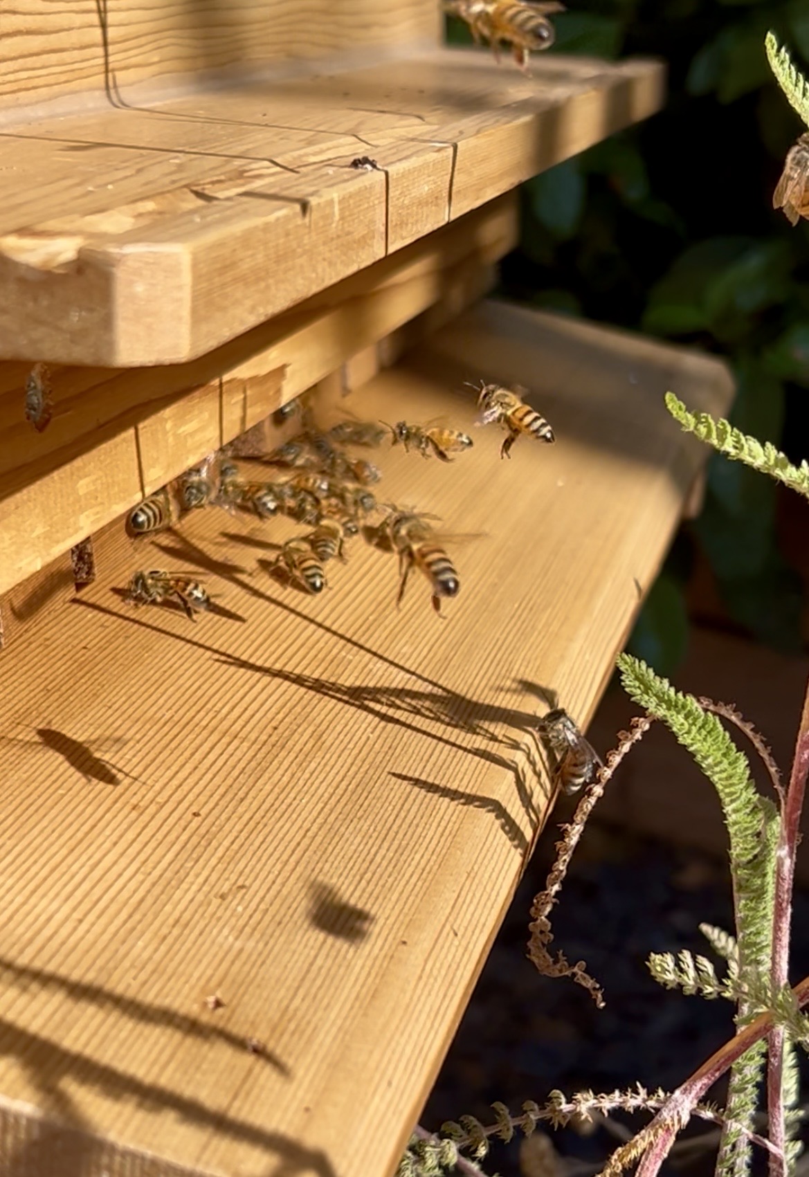 Bees returning to the hive