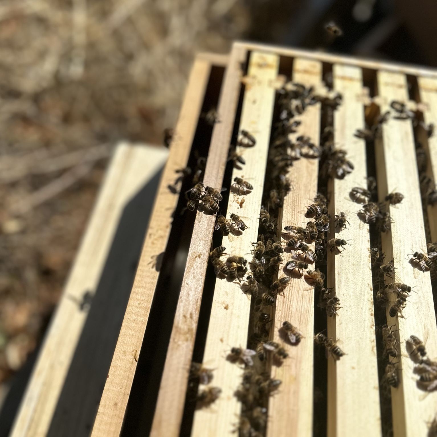 Inside an open hive