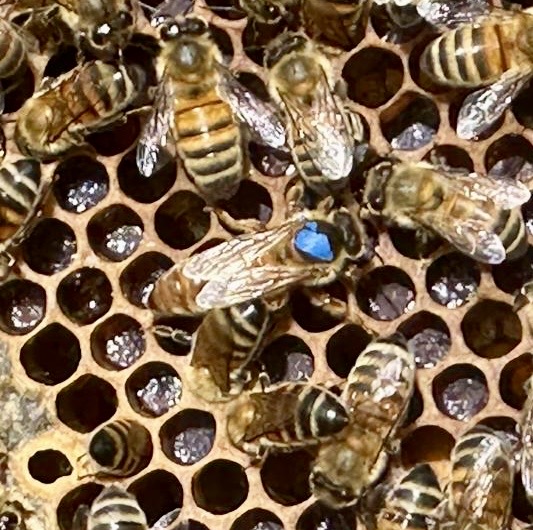 Queen Elizabeth among worker bees