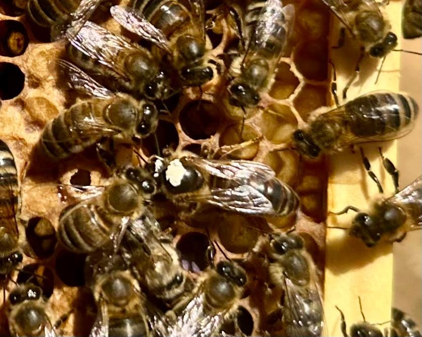 White-marked Queen Victoria among worker bees