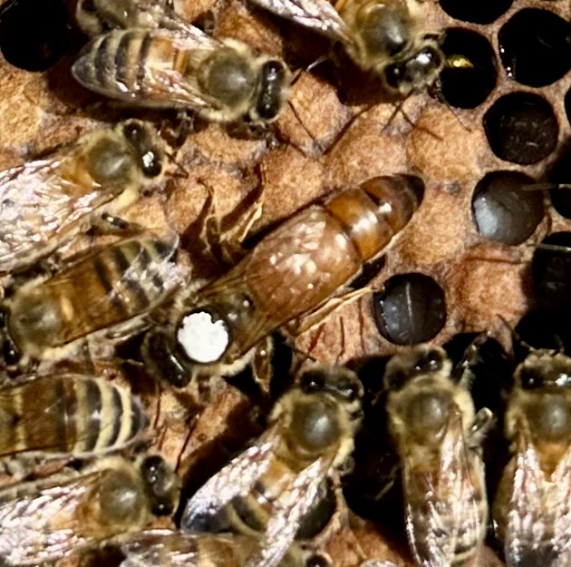 One of our white-marked queens