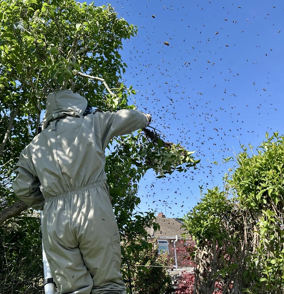 Collecting a honey bee swarm from a tree