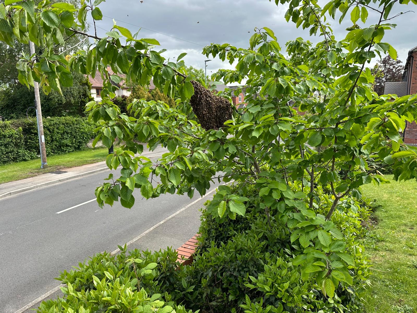 A honey bee swarm ready for collection
